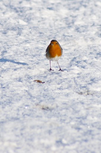 雪中ロビン