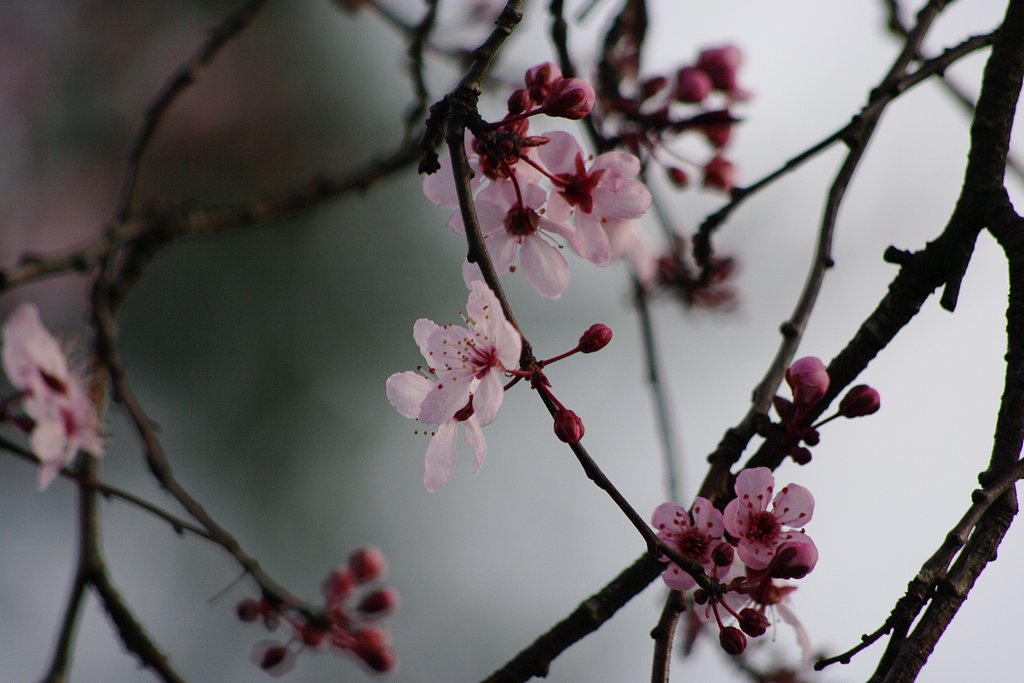 桜？