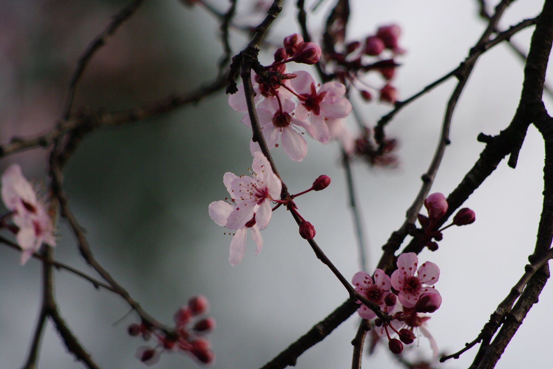 桜？