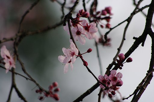 桜？