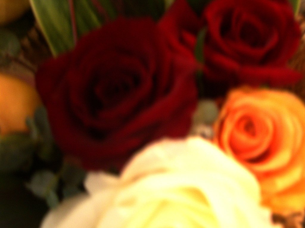 薔薇カラフル♪