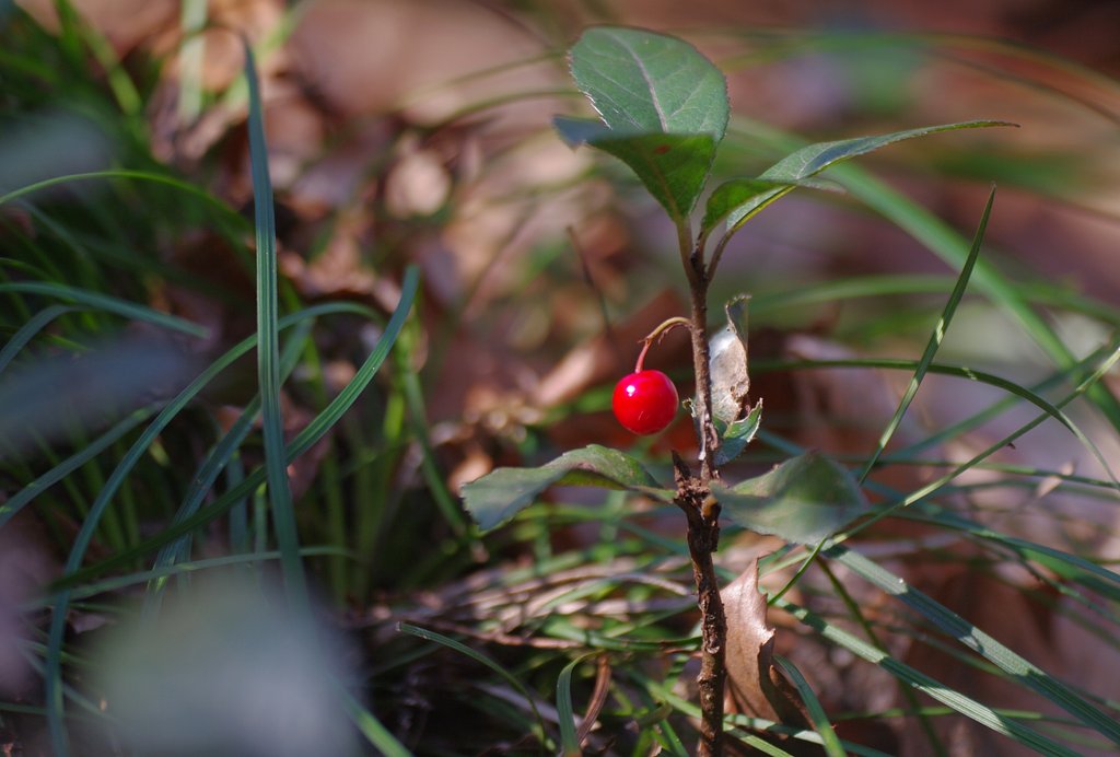 【この色、好き！】 紅一点