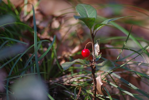 【この色、好き！】 紅一点