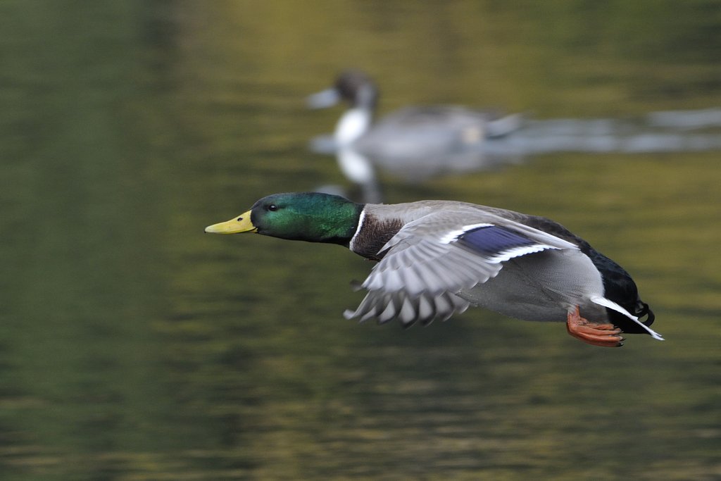 またまた、マガモ