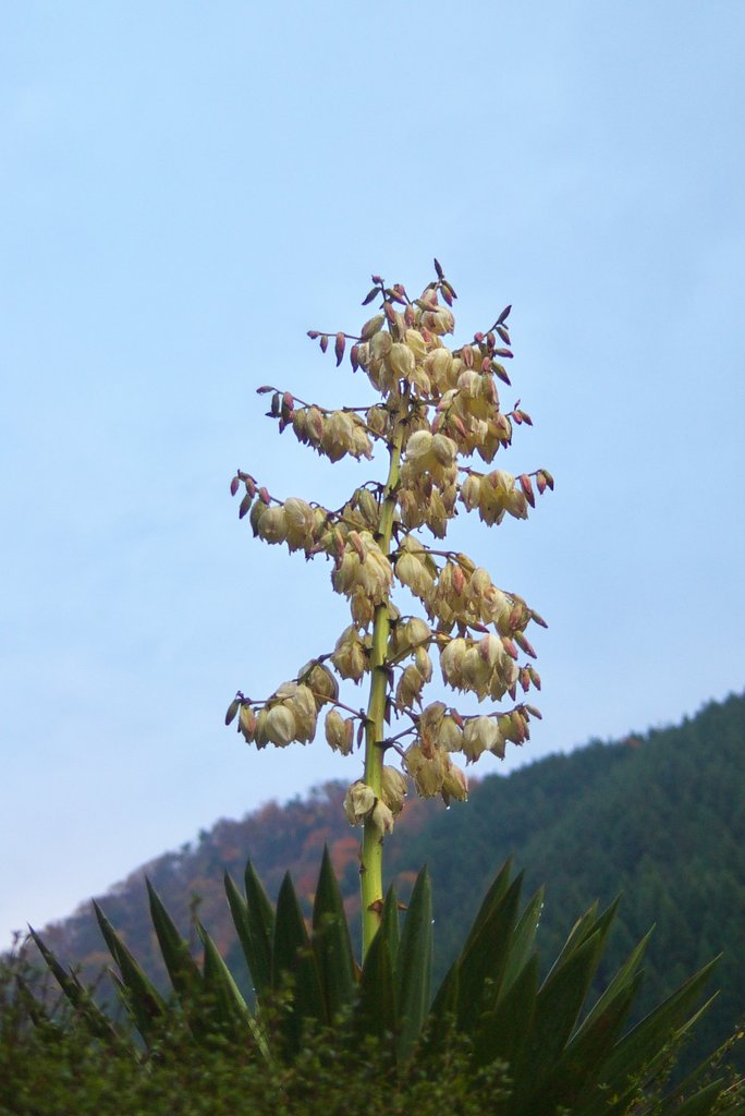 でかいサボテン?の仲間の花