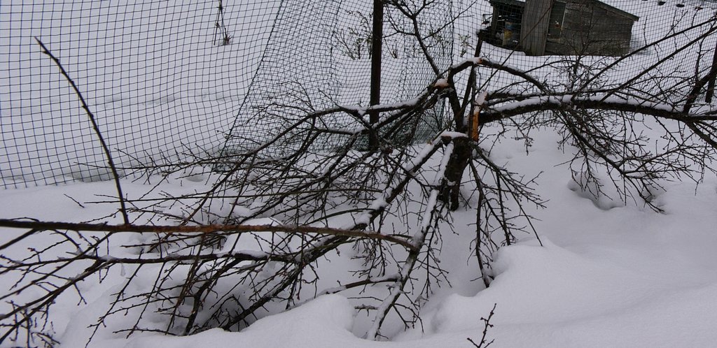 【う】めが、大雪で・・