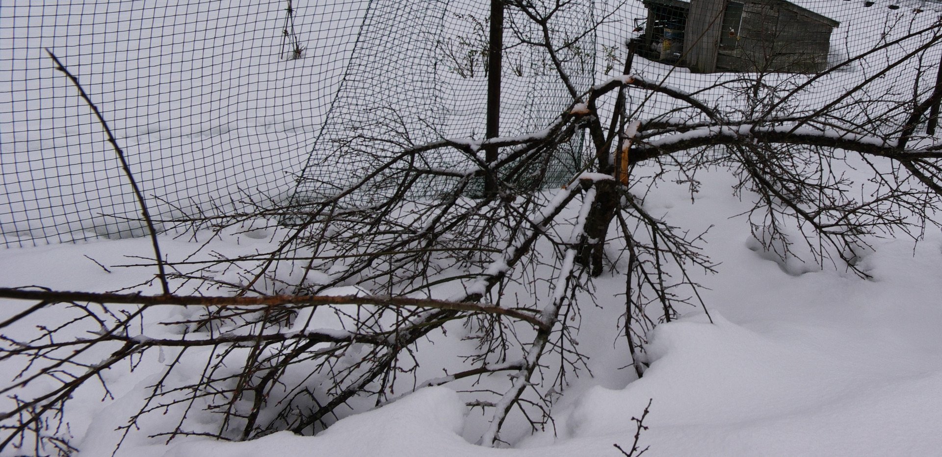【う】めが、大雪で・・
