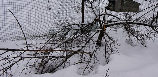 【う】めが、大雪で・・