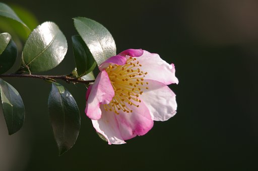 山茶花