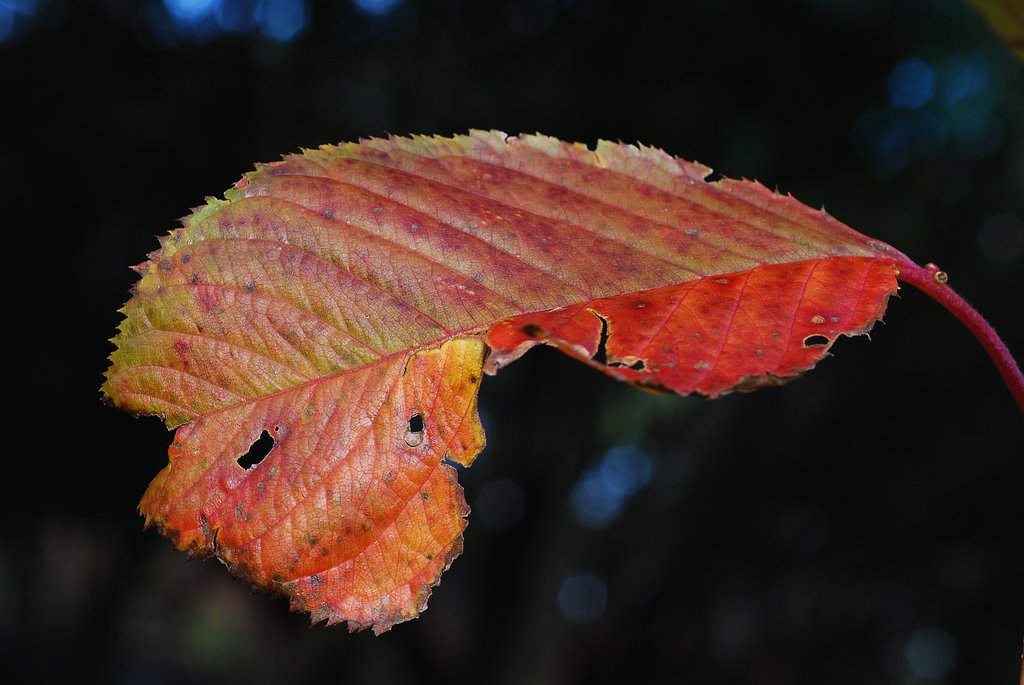 晩秋の紅葉②