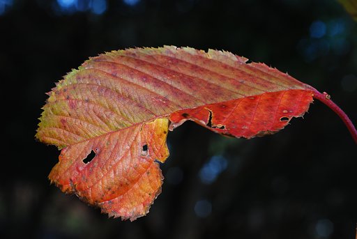 晩秋の紅葉②