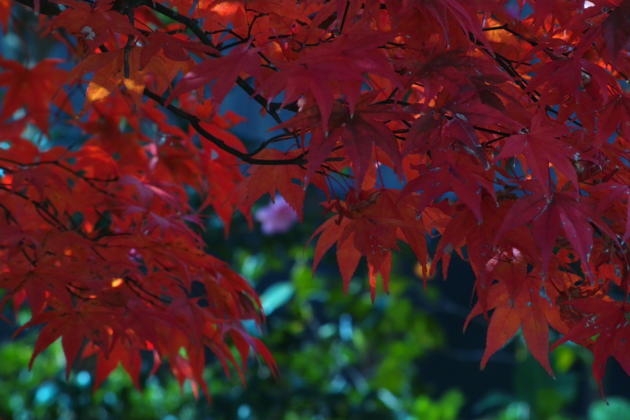 我が家紅葉