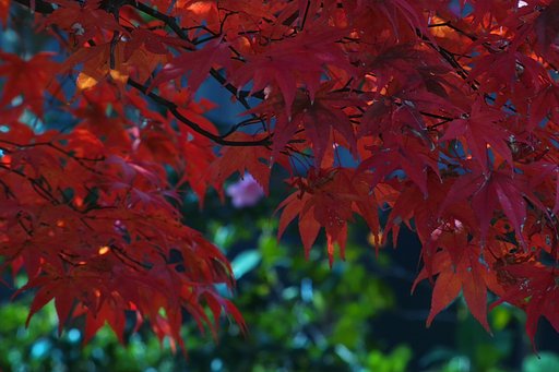 我が家紅葉