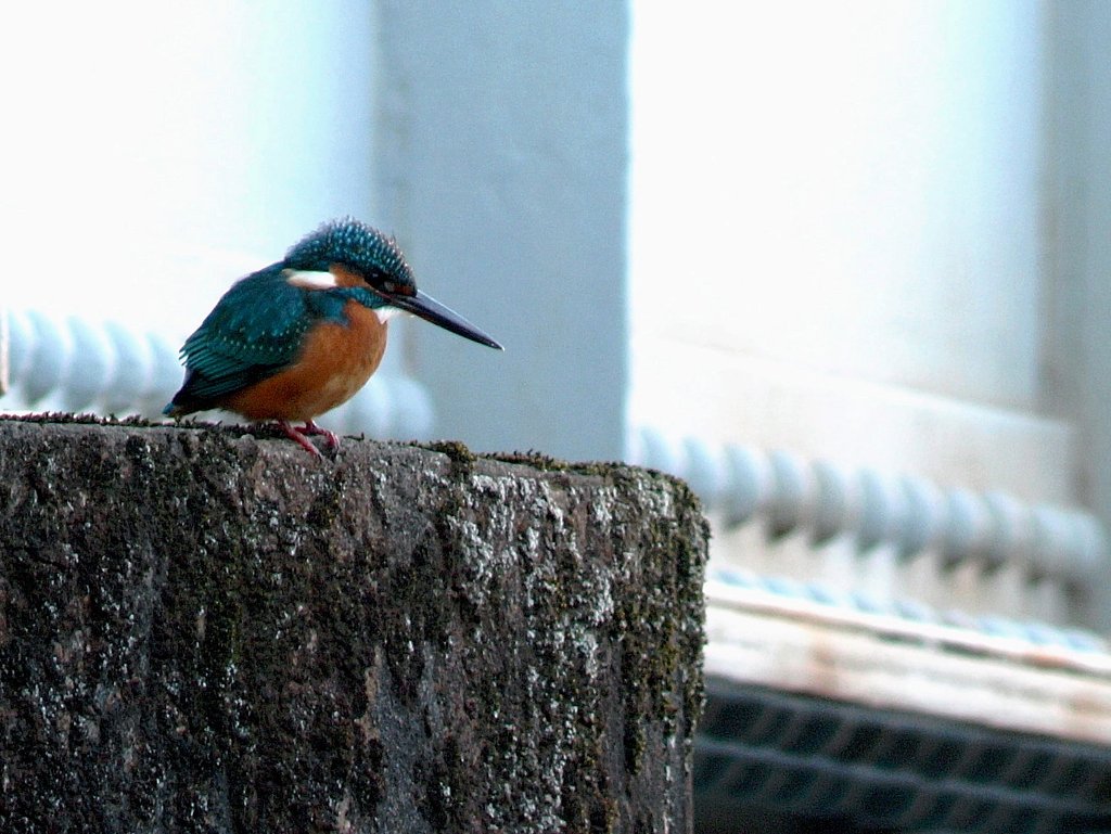 カワセミ
