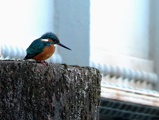 カワセミ