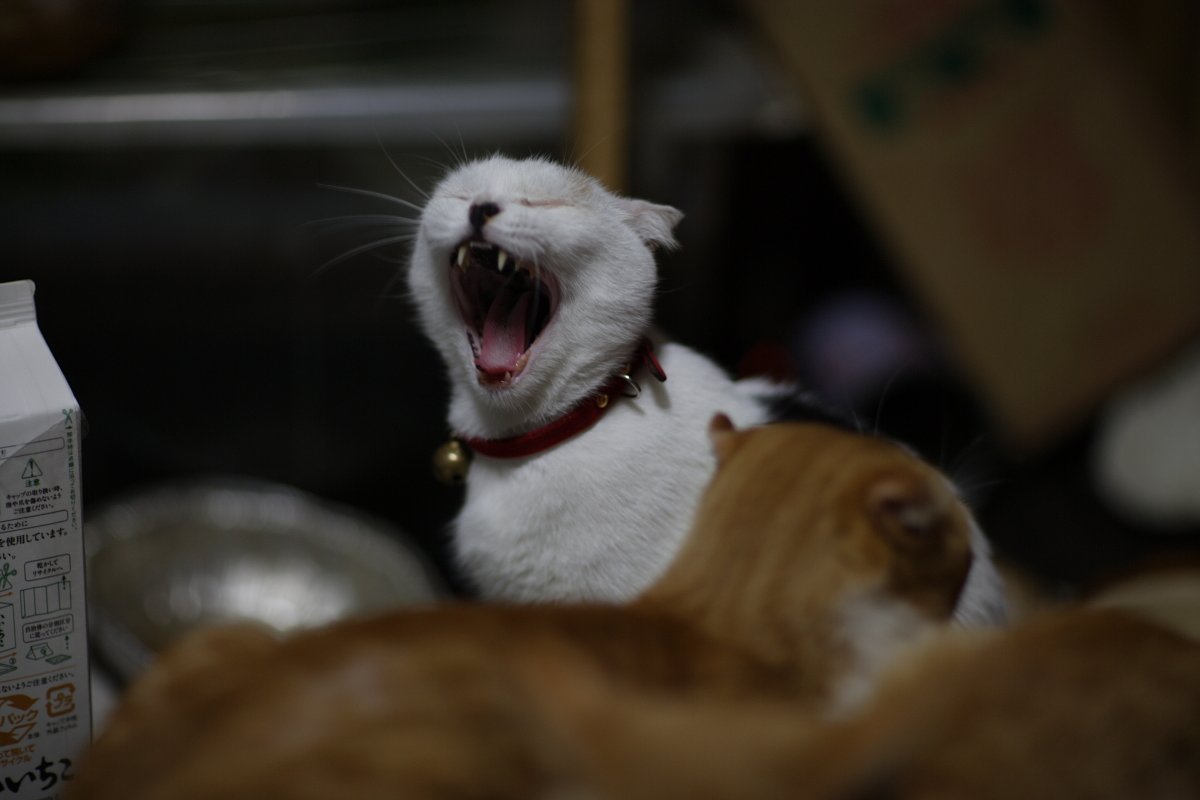 あくび