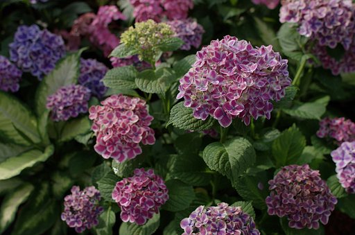カラフル紫陽花