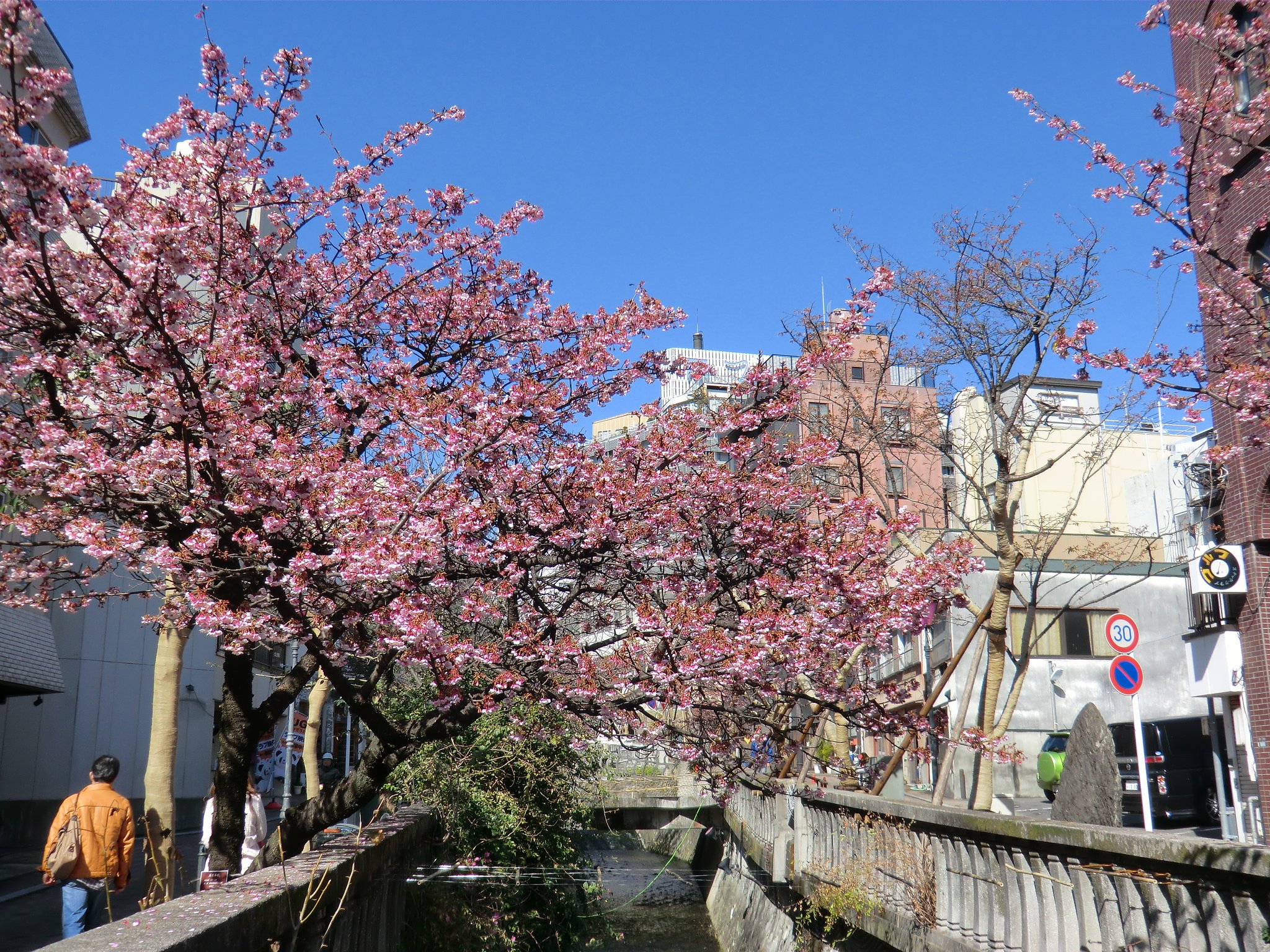あたみ桜満開