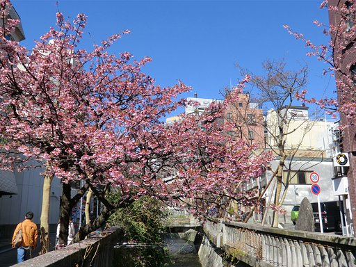 あたみ桜満開