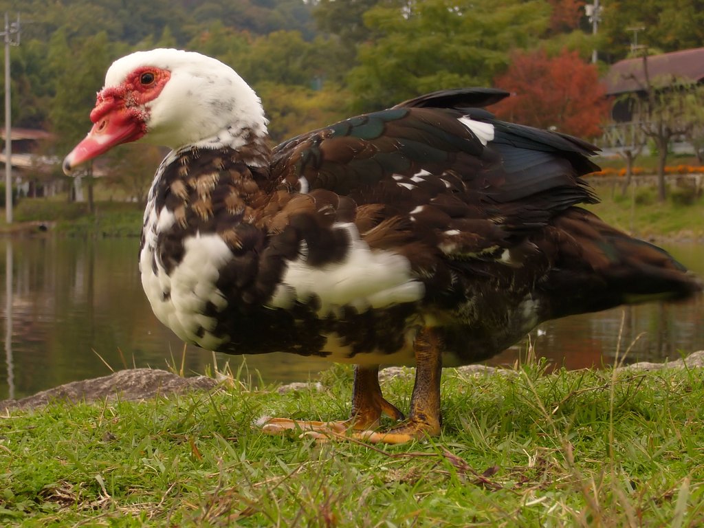 この水鳥は・・・？
