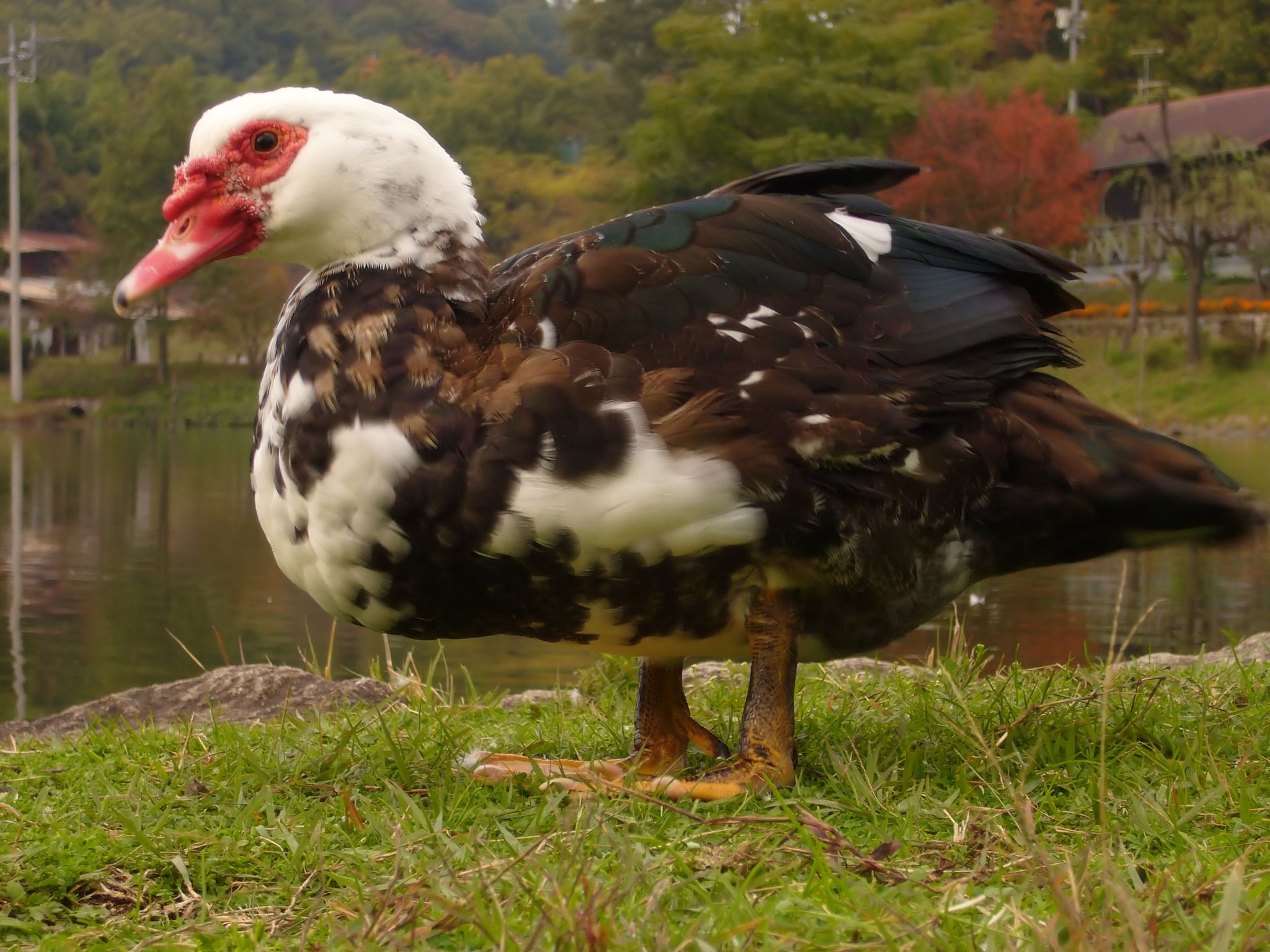 この水鳥は・・・？
