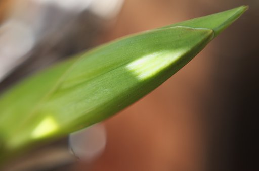 しんびじゅ【う】む