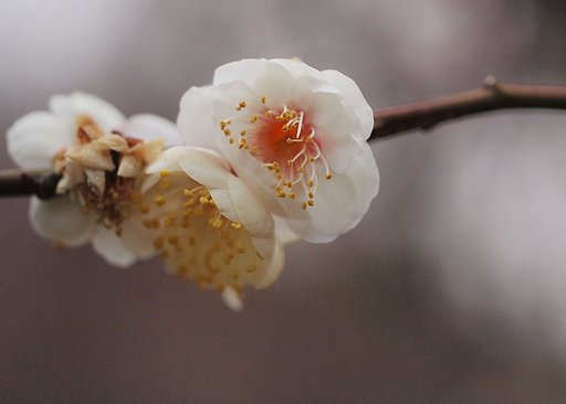 北野天満「梅園」