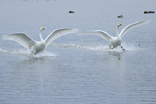 オオハクチョウ
