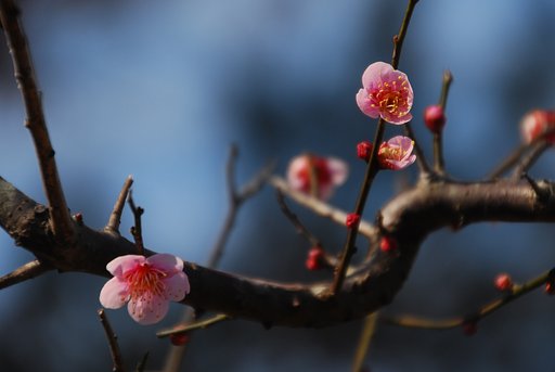 紅梅