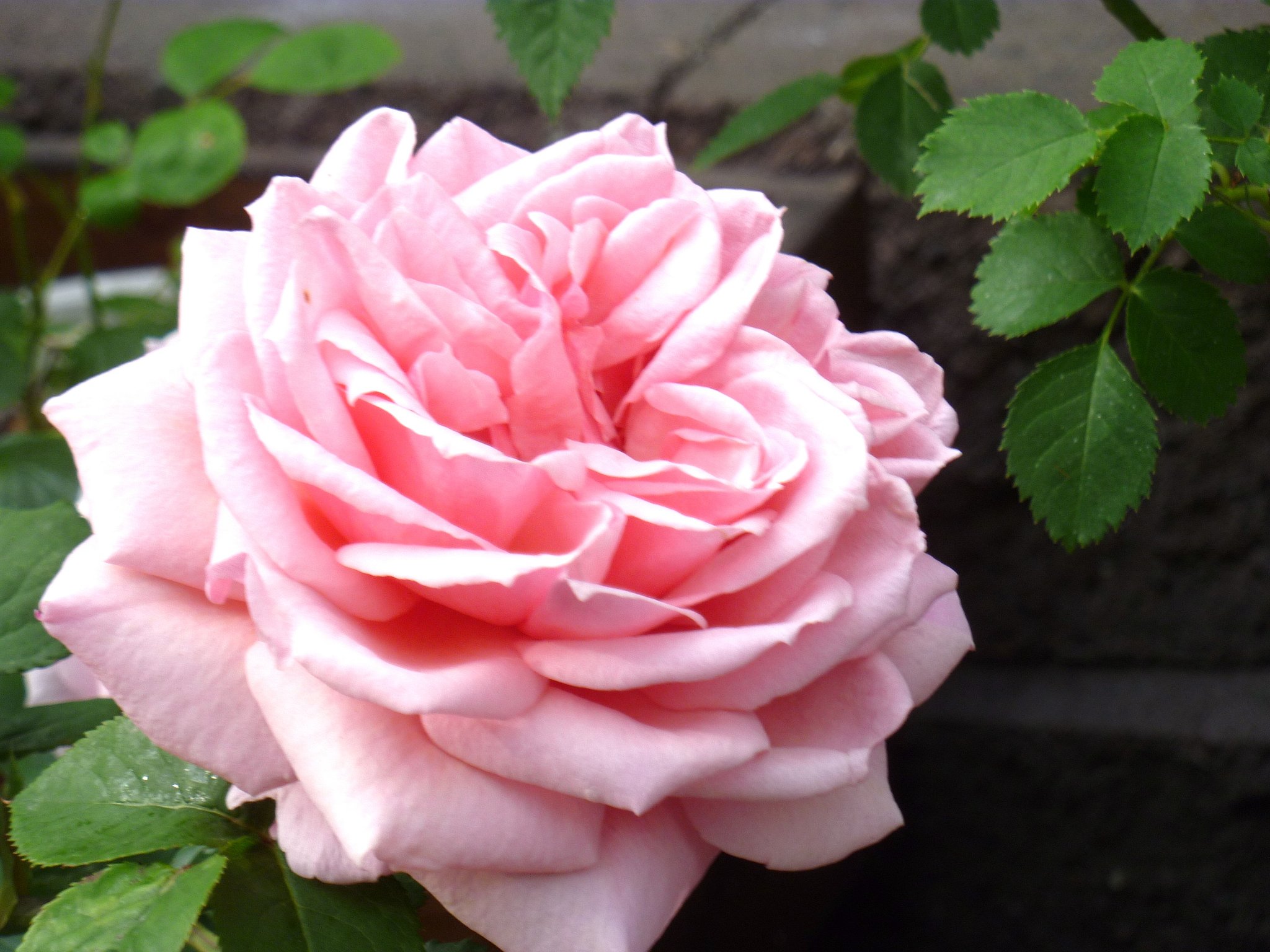 薔薇5