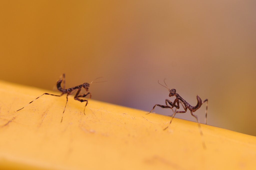 カマキリの格闘