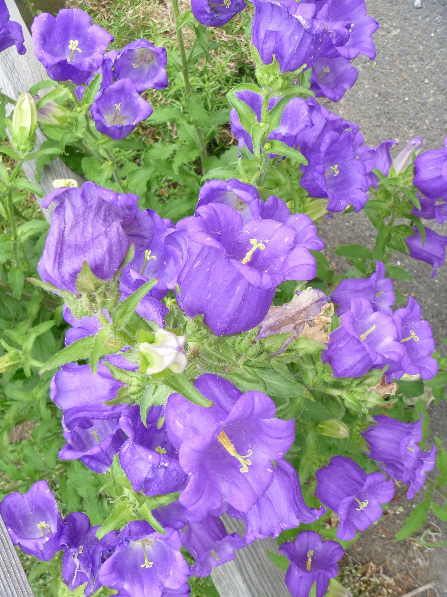 薄紫の花