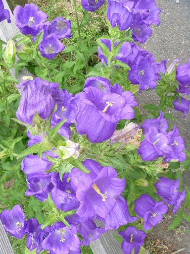 薄紫の花