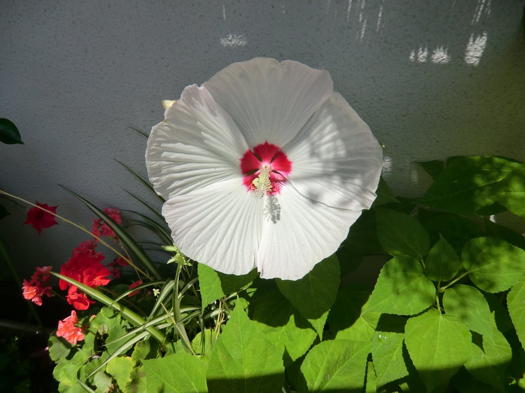 アメリカ芙蓉