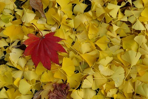 紅一点．．．