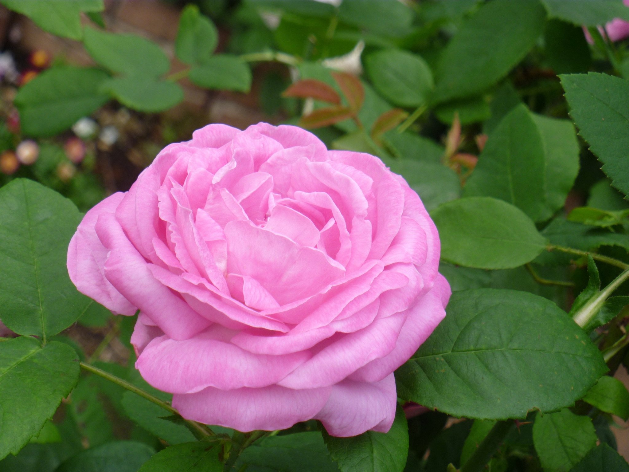 薔薇10