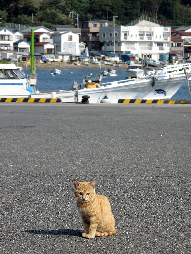 [絵のような]記念写真