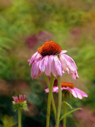 【縦撮り】坊主頭の花と同じ見たいです。