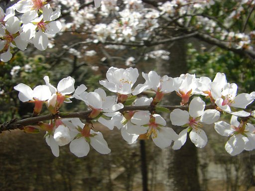 春が来た♪（その４）