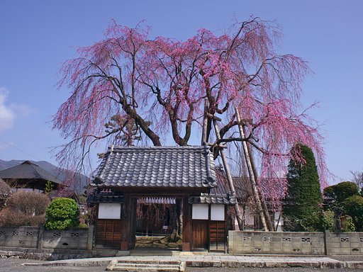 【おだやかに・・・春】　増泉寺の桜