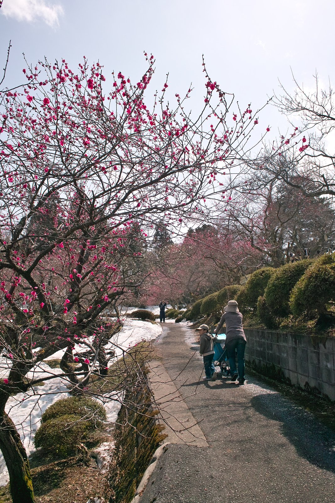 湯田川　梅林公園