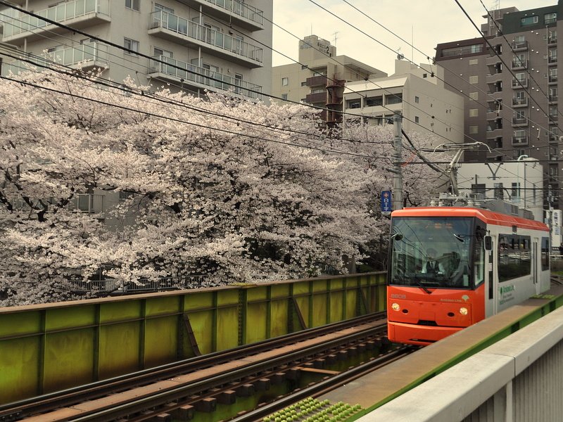 桜と都電荒川線