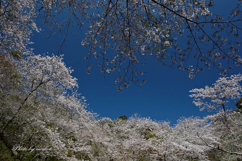 春の雪のように・・・