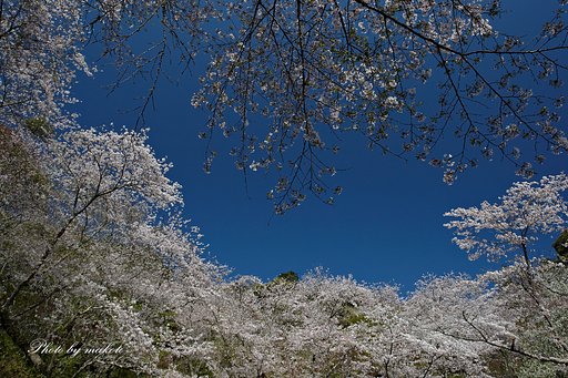 春の雪のように・・・