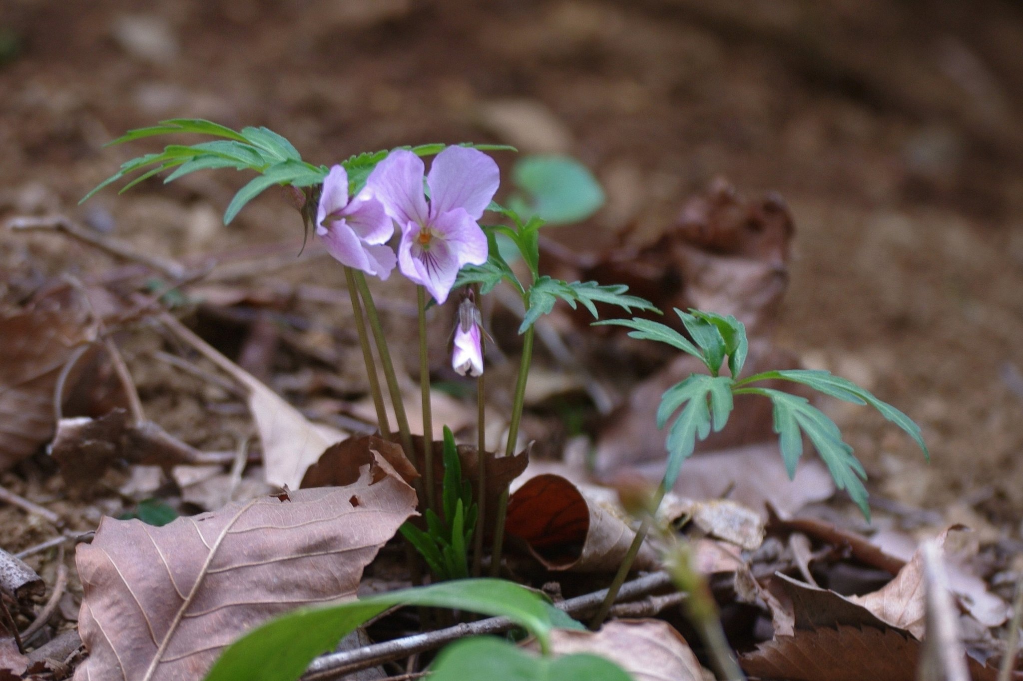 【おだやかに…春】　叡山菫