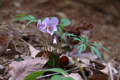 【おだやかに…春】　叡山菫