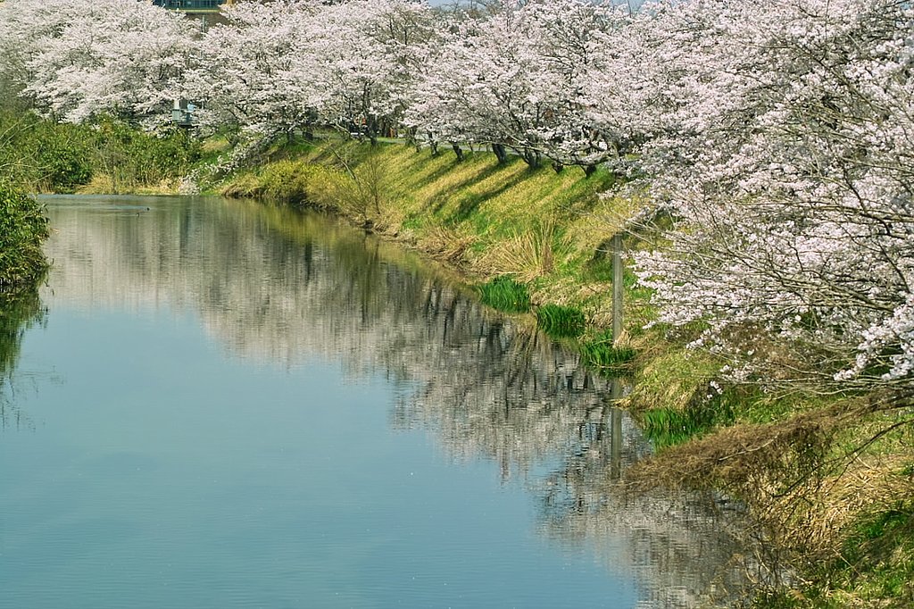 さくら土手＃１