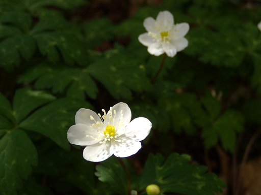 デジカメ初心者　花を撮る２