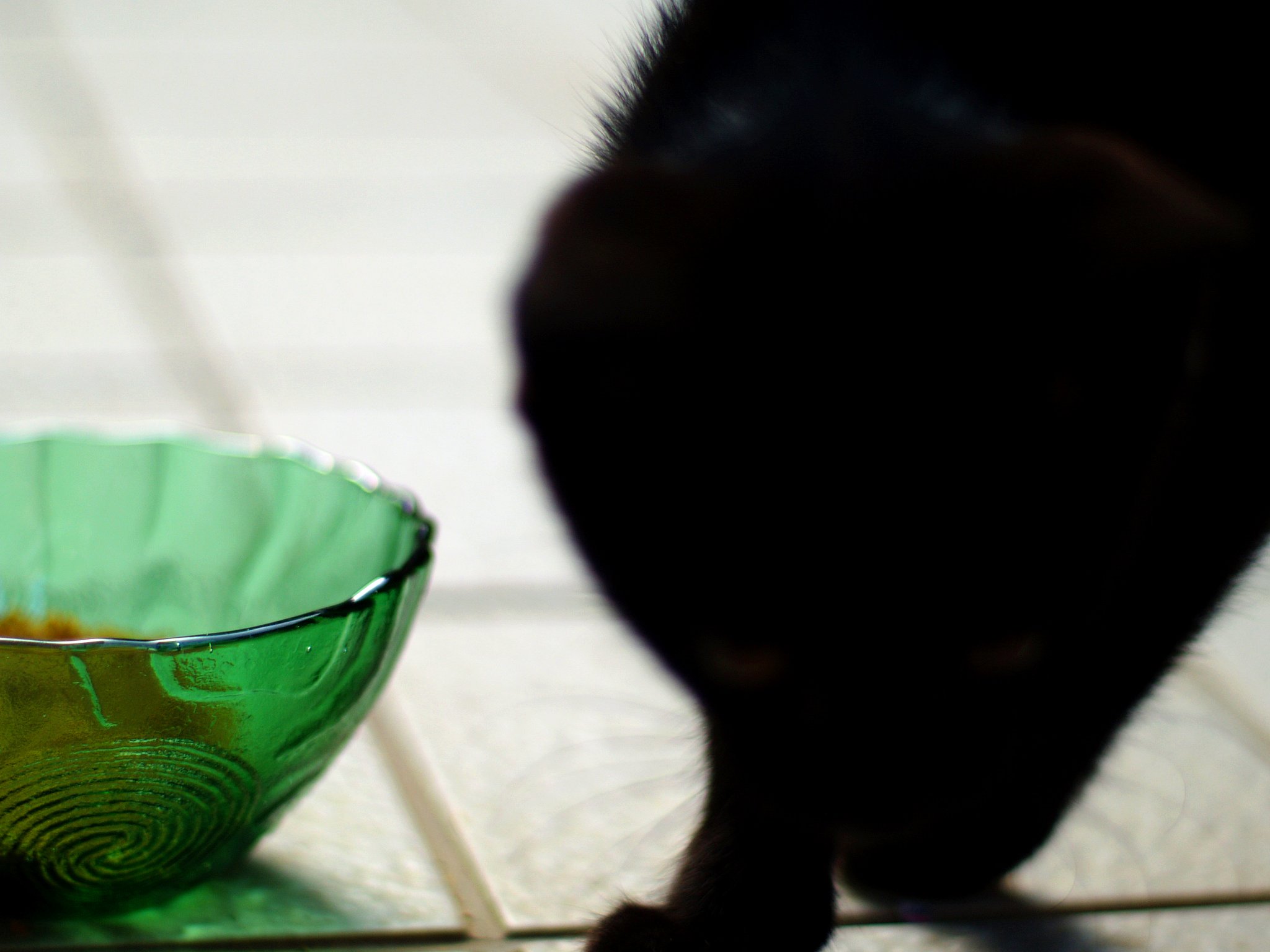 【緑】ピンボケ猫