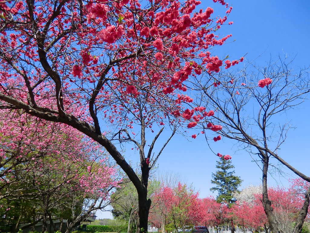花桃